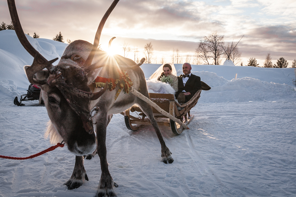 Wedding reindeer cart